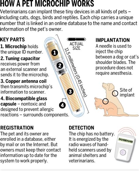 How the Pet Microchip Works 